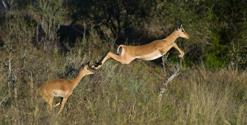 Impala